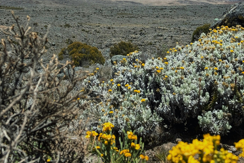 Kilimanjaro: Caminhada de 6 dias na Rota Machame com estadia num hotel