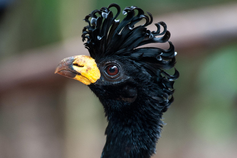 شلالات إجواسو الجانب البرازيلي، وحديقة الطيور وجولة بطائرة هليكوبترمن فوز دو إيغواسو