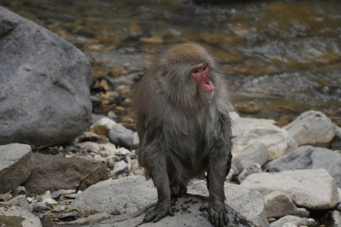 Från Tokyo: Dagstur till Snow Monkey Park och Miso-produktionDagstur i en Toyota Vellfire