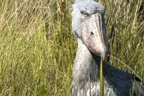 Entebbe: Walking Tour, Mabamba Shoebill & Coffee Experience