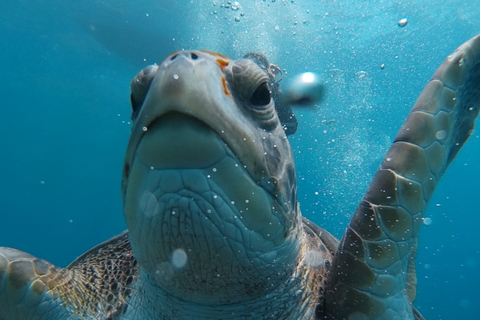 PADI : cours de plongée en mer de 3 jours