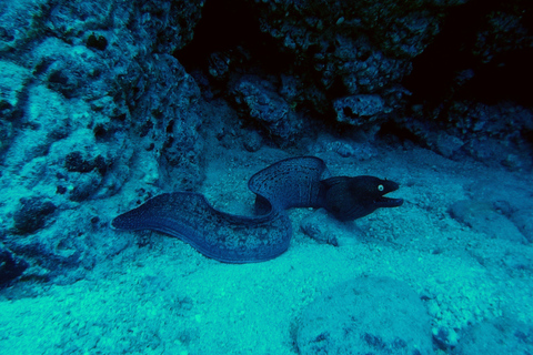 PADI : cours de plongée en mer de 3 jours