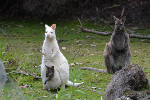 Ab Hobart: Tagestour nach Bruny Island