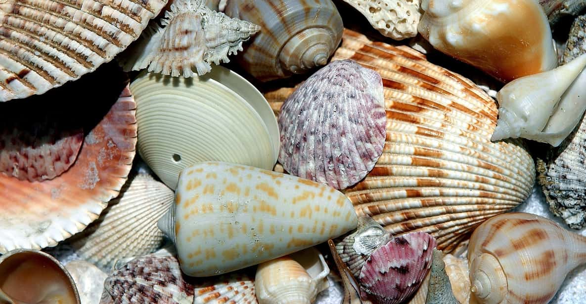Balearic Shell Punta Gorda /Boca Grande: Barrier Island Shelling Tour | GetYourGuide