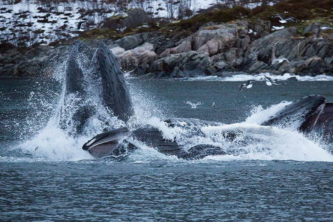 Tromsø: Responsible Whale Watching Cruise Aboard MS Alba
