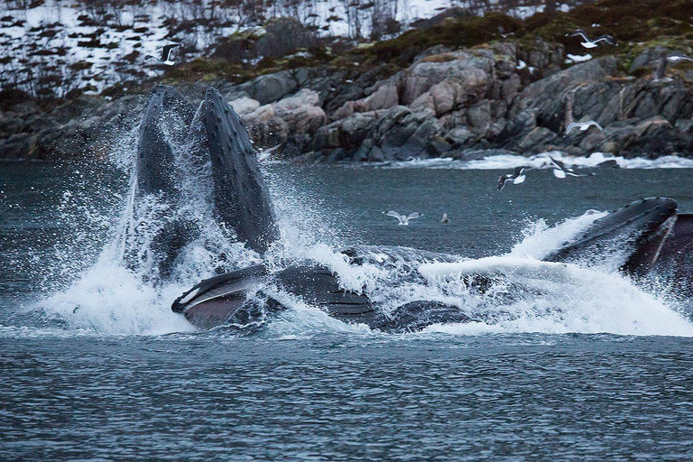 Tromsø: Responsible Whale Watching Cruise Aboard MS Alba
