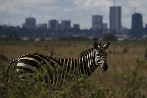 Nairobi Highlights Wildlife Safari