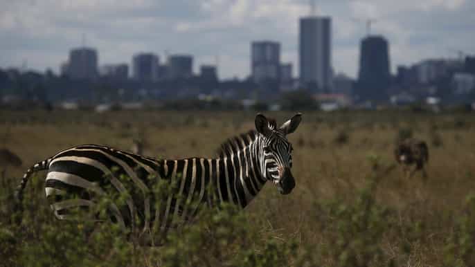 nairobi highlights wildlife safari