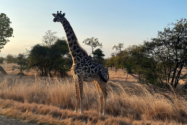 Nyerere National Park: 3-Day Classic & Boat Safari