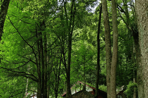 Chengdu Group Tour: Dujiangyan Water System & Mt Qingcheng