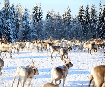 Kuusamo: Alimentação matinal de centenas de renas