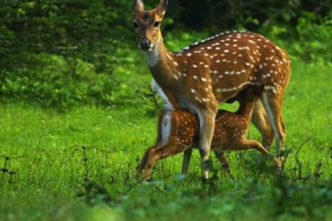 Safari jeepem na słoniu w Parku Narodowym Minneriya