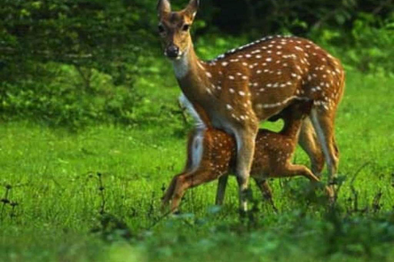 Safari jeepem na słoniu w Parku Narodowym Minneriya