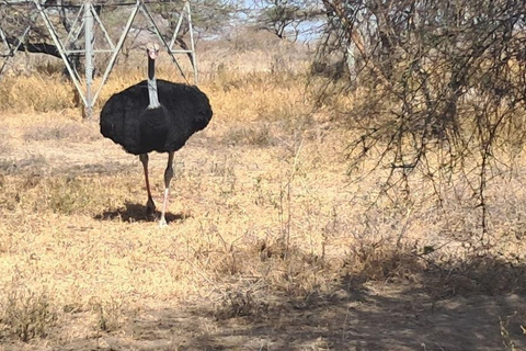 Addis Ababa: 6-Day Abijata Shalla NP & Bale Mountains Tour