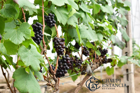 Quito: Passeio de meio dia a vinhedos de altitude e degustação de vinhos