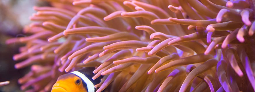 Billetter til SEA LIFE Hannover