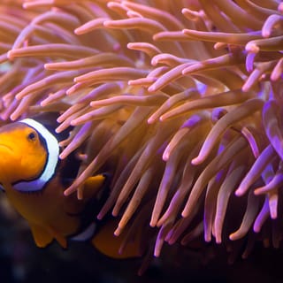 I biglietti per SEA LIFE Hannover