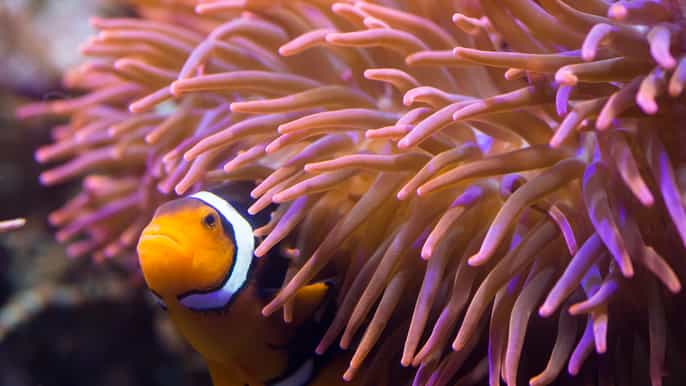 i biglietti per sea life hannover