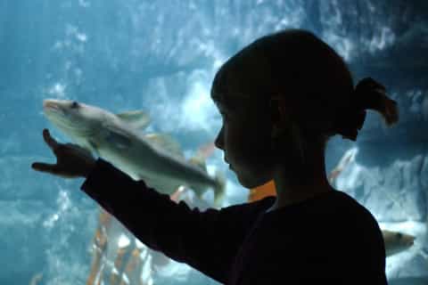 ticket to sea life königswinter