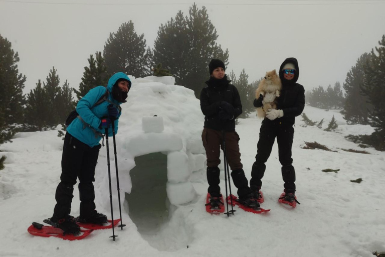 Pyrenees: Family Snowshoe Tour and Igloo Building