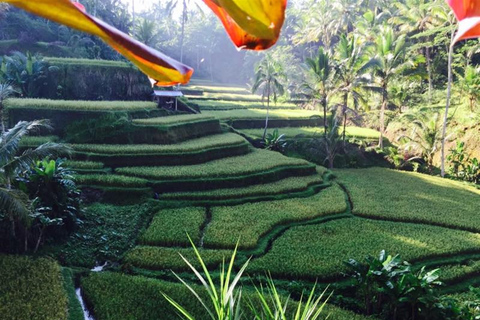 Tour di Ubud e delle sorgenti termali del vulcanoTour delle sorgenti termali di Ubud e vulcano