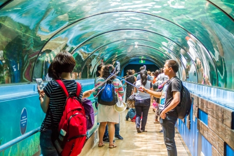 Combo Attraction Pass: Sydney Tower Eye, Sea Life & More 4 Attractions Combination Tickets