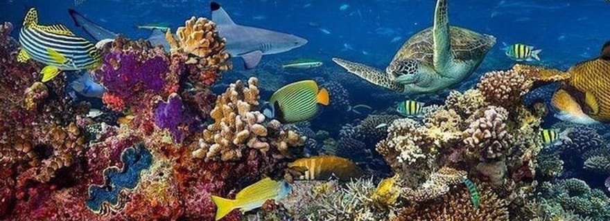 Village de Matemwe : Excursion d'une demi-journée pour faire de la plongée en apnée sur l'île de Mnemba