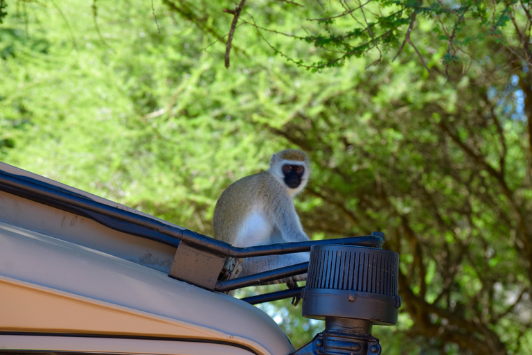 Tarangire-Nationalpark &amp; Eyasi-See (Datoga- &amp; Hadzabe-Dörfer)Premium Lodge im Tarangire-Nationalpark