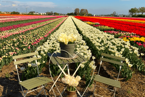 Tulips Tour: Paris to Giverny, Bruges, Keukenhof, Amsterdam Tulips Tour from Paris Giverny, Bruges, Keukenhof, Amsterdam