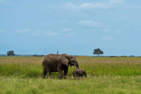 From Zanzibar: Mikumi Safari Day Trip with Flights and Lunch Mikumi Shared Safari without hotel transfer