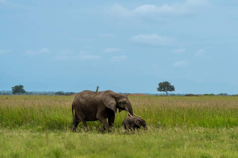 From Zanzibar: Mikumi Safari Day Trip with Flights and Lunch Mikumi Shared Safari without hotel transfer