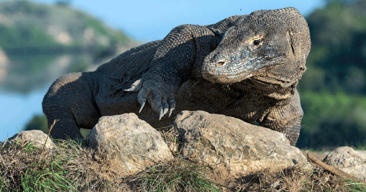 Komodo: 4-Day Private Tour with Overnight Boat and Hotel | GetYourGuide