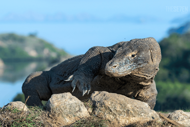 Komodo Island: Private 4–Day Trip with Phinisi Boat & Hotel