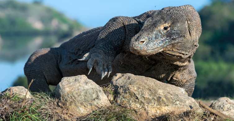 Komodo: 4-Day Private Tour with Overnight Boat and Hotel