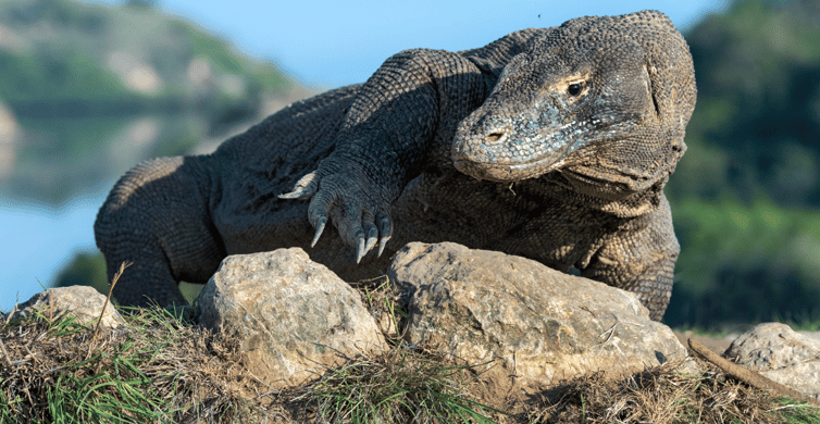 Komodo: 4-Day Private Tour with Overnight Boat and Hotel