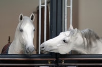 Visite guidée de l'école d'équitation de Vienne - Hizvo