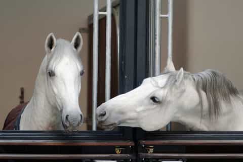 Vienna Spanish Riding School Guided Tour