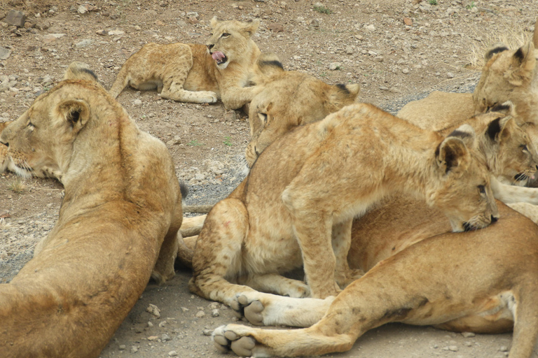 Nairobi: Guided Game Drive in Nairobi National Park