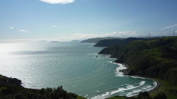 wild wellington seal colony halfday tour