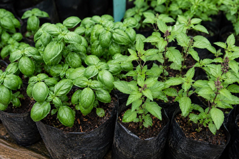 Ayutthaya: From Garden to Kitchen—Thai Cooking You Can Use