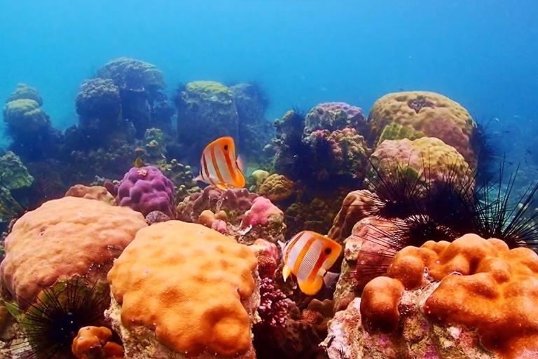Nemo eiland ervaring met drone foto's en lunchDeel Van Pattaya