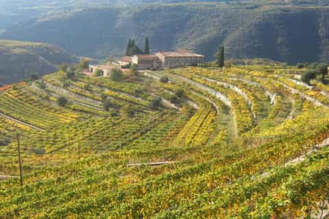 Lake Garda: Valpolicella Wine and Food Tour