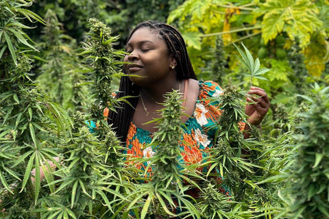 Visite d&#039;une ferme de marijuanaDe Falmouth/ Trelawny