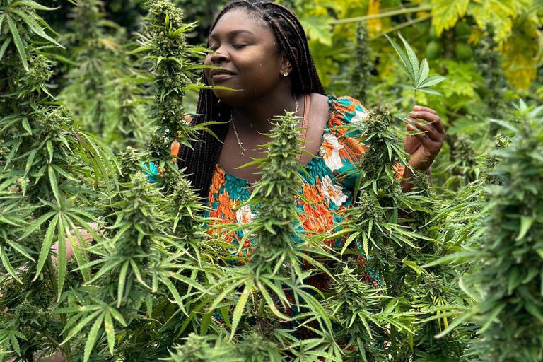 Marijuana Farm Tour From Montego Bay