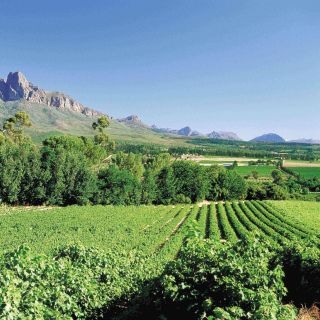 Cape Winelands: tour con degustazione vini da Città del Capo
