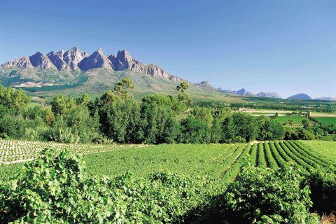 Depuis Le Cap : visite des vignobles avec dégustationExcursion de groupe