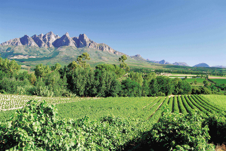 Depuis Le Cap : visite des vignobles avec dégustationExcursion de groupe