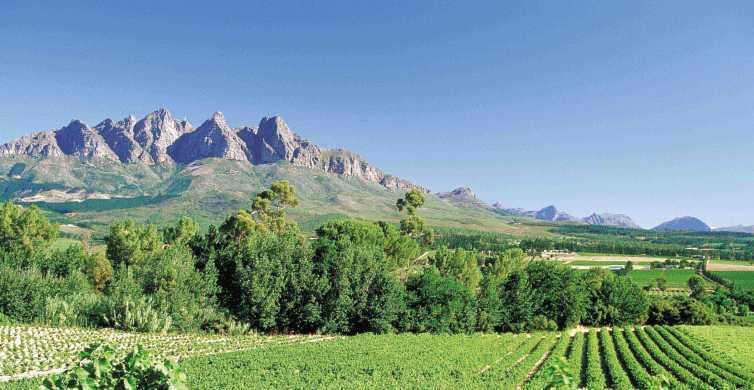 Desde Ciudad del Cabo: tour 1 día de viñedos y cata de vino