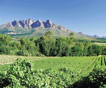 From Cape Town: Winelands Full Day Tour and Wine Tasting
