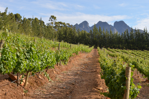 Desde Ciudad del Cabo: tour 1 día de viñedos y cata de vinoTour compartido